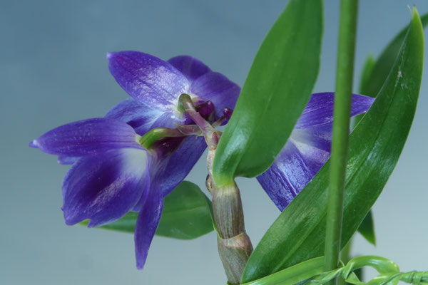 農場だより - (株)東京オーキット・ナーセリー