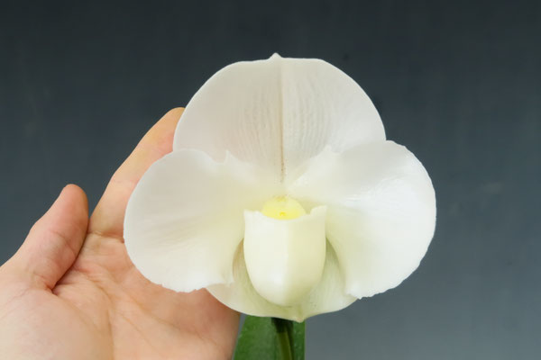 光の花石❇️希少 イジェン産 クォーツ フラワークラスター 大 モンドファントムクォーツクラスター - 吉祥寺の天然石のお店