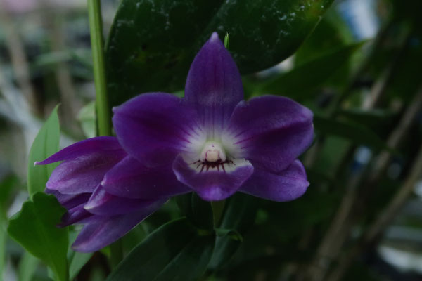 農場だより - (株)東京オーキット・ナーセリー