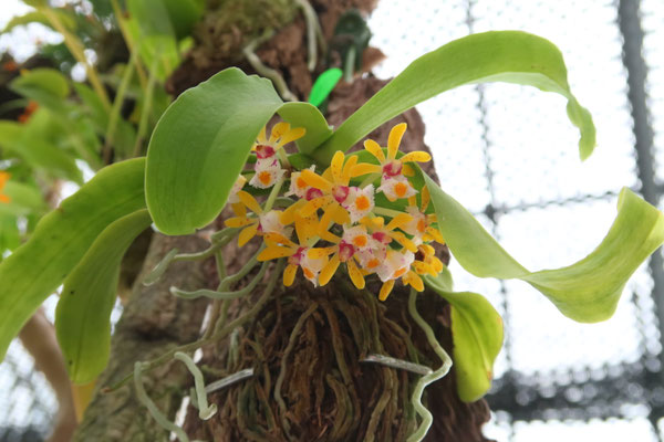 農場だより - (株)東京オーキット・ナーセリー