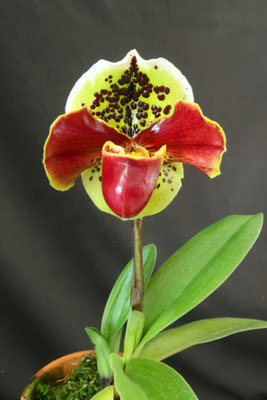 商品3815 - (株)東京オーキット・ナーセリー