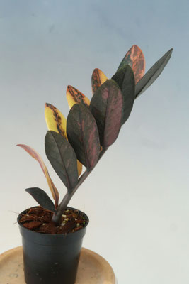 珍しい斑入り！ - (株)東京オーキット・ナーセリー