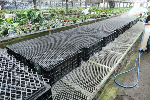 ヒッポフェアオイデス/R.hippophaeoides【現品発送】管理70660 楽天市場】ブルーツツジ ヒッポフェアオイデス 苗木 大株 : 千草園芸