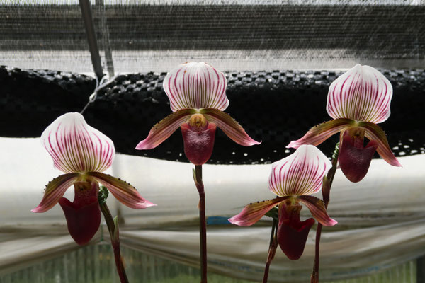 北軽ガーデン賞　Paph. barbatum 'Tsukuba Surprise'