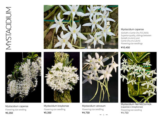 Afri Orchids 世界らん展リスト - (株)東京オーキット・ナーセリー