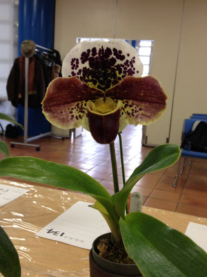 国内作出新花賞5位　(Acromantula x Mem. Sabrina Mark) 'Issiki Superb'