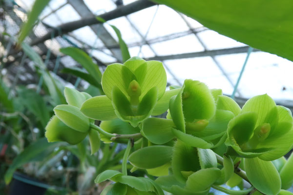 農場だより - (株)東京オーキット・ナーセリー