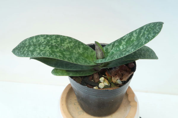 商品3822 - (株)東京オーキット・ナーセリー