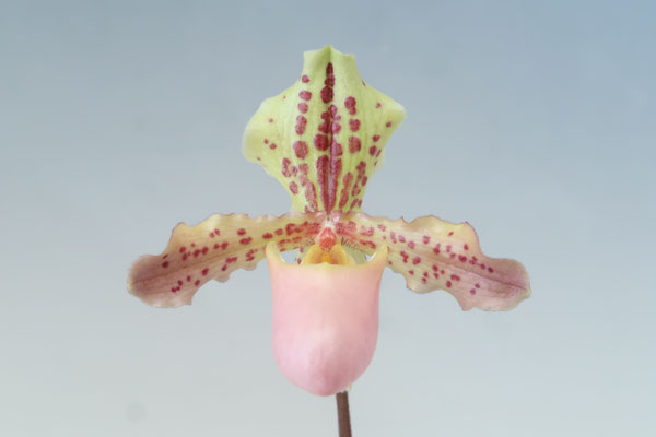 ヒメオオルリアゲハ ♂♀標本 ★ニューカレドニア産★激レア標本・入手困難エリア ヒメオオルリアゲハ ♂♀標本 ☆ニューカレドニア産☆激レア標本・入手