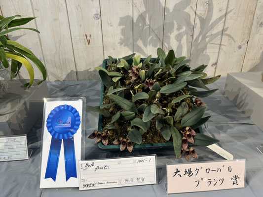 期間限定お値下げ！激レア！　Wild Orchids of Myanmar 農場だより - (株)東京オーキット・ナーセリー