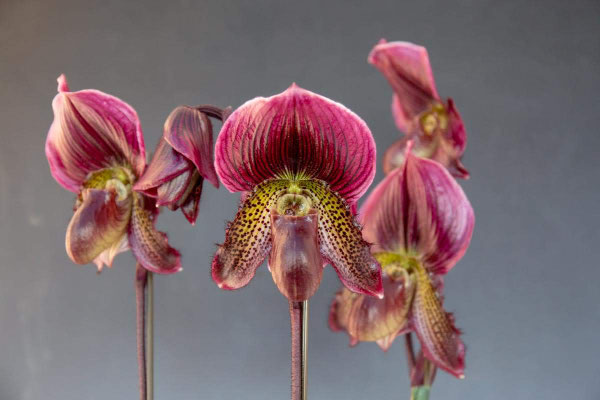 人気投票３位　Paph. Fair Maud　清水　達夫様