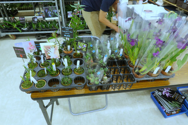 パク♡ニオイヒバ　抜き苗 パク様専用♡ニオイヒバ 抜き苗