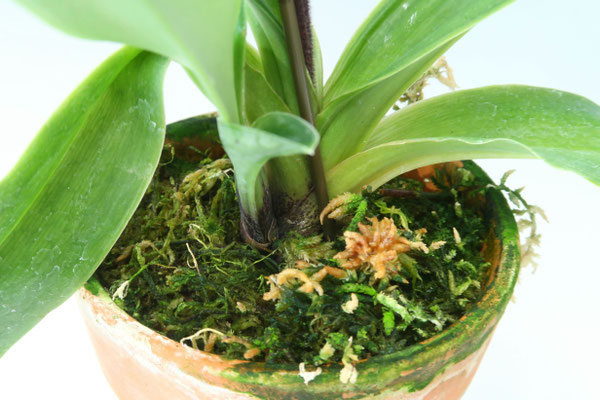 ミス宮島ファンタジー開花株 商品3847 - (株)東京オーキット・ナーセリー