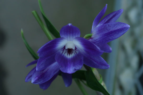 農場だより - (株)東京オーキット・ナーセリー