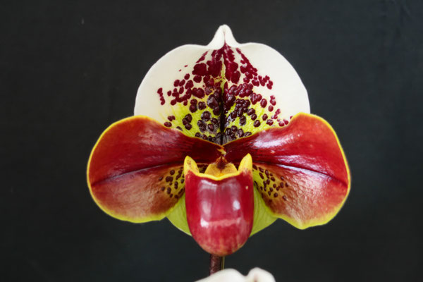 Paph. Thunder World 'Nissho' x self