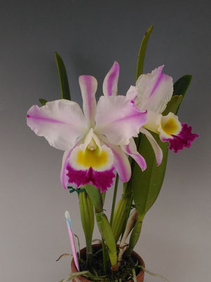 素晴らしいカトレアが咲きました！ - (株)東京オーキット・ナーセリー