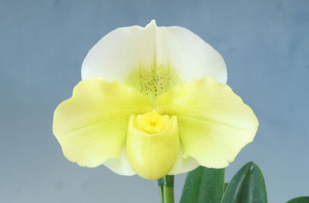 商品3784 - (株)東京オーキット・ナーセリー