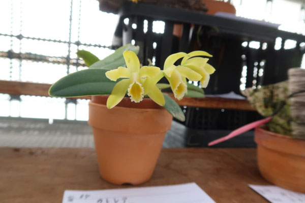 Bulb moniliforme びっしり 大株ミニチュアオーキッド珍奇植物 Bulb