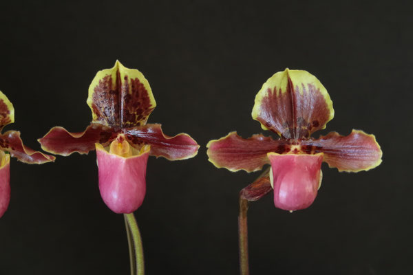 農場だより - (株)東京オーキット・ナーセリー