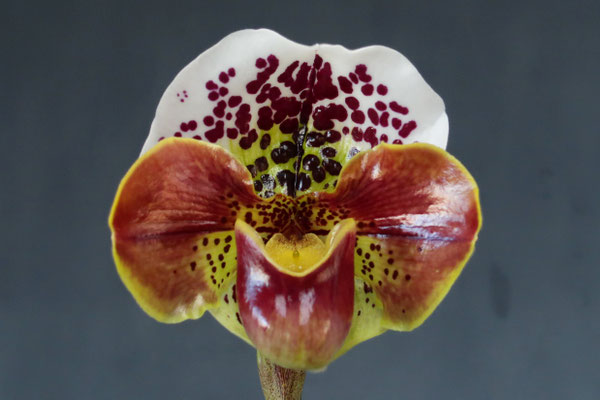 丸い花型！ - (株)東京オーキット・ナーセリー