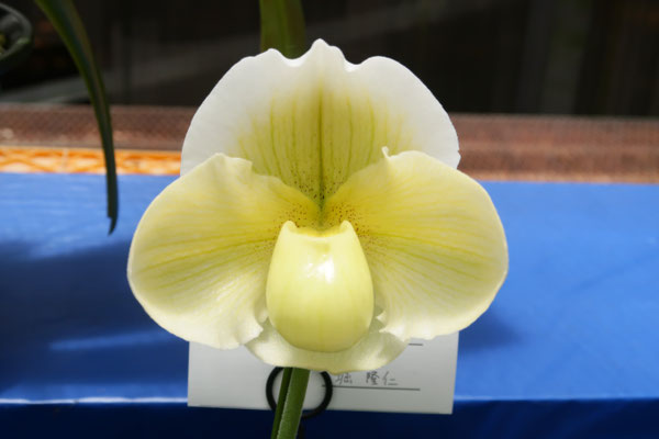 Terry Root賞 Paph. Laser Knight 'Loli Cute Smile'