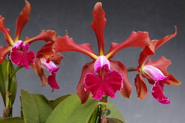 タイ・ハナジマ賞 丸山 孝夫様出展 C. Massangeana (tenebrosa x schillerana)