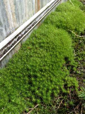 温室の外の苔も瑞々しいです