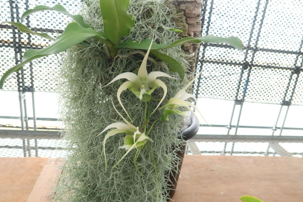 Bulb moniliforme びっしり　大株ミニチュアオーキッドコルク Bulb moniliforme びっしり 大株ミニチュアオーキッドコルク