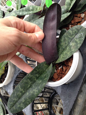 Paph. (Death Star x Mac)大きくて真っ黒な葉裏です