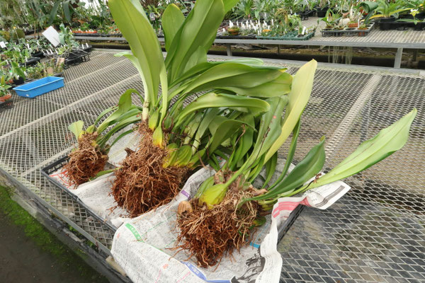 植物　予約専用ページ Pickup 全ての商品 – 植物家族