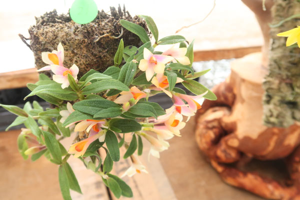 農場だより - (株)東京オーキット・ナーセリー