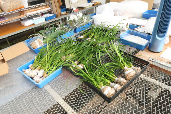 パピリオ・ホスピトン（イタリア産、1メス） 農場だより - (株)東京オーキット・ナーセリー