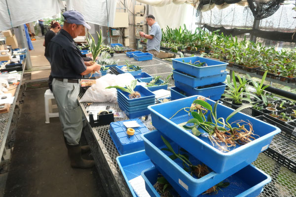 ミロッキー様 全12苗 ポットごと梱包⑱乙女蛍❣️ざらめ❣️あかずきん❣️ ミロッキー様 全12苗 ポットごと梱包⑱乙女蛍❣️ざらめ