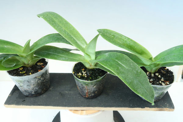 商品3851 - (株)東京オーキット・ナーセリー