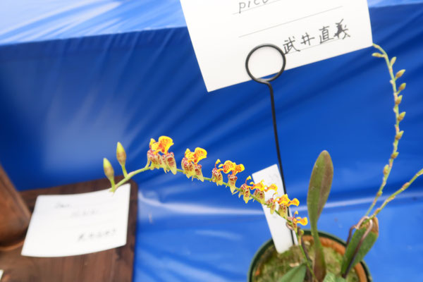 軽井沢オーキッドフェア2022入賞花 各蘭園賞 - (株)東京
