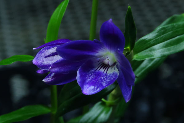 andinia pilosella 枝垂れ系ランシダ植物セット andinia pilosella 枝垂れ系ランシダ植物セット andinia pilosella