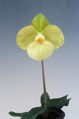 丸いパービ系咲きました！ - (株)東京オーキット・ナーセリー