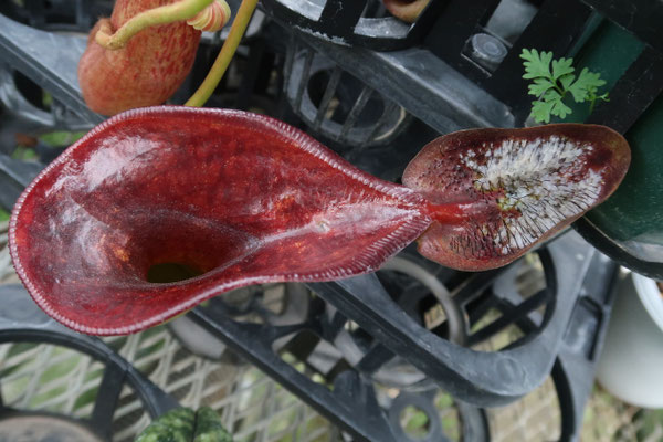 珍しいウツボカズラ！ - (株)東京オーキット・ナーセリー