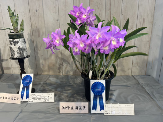JOGA秋の洋らんフェア 入賞花 - (株)東京オーキット・ナーセリー