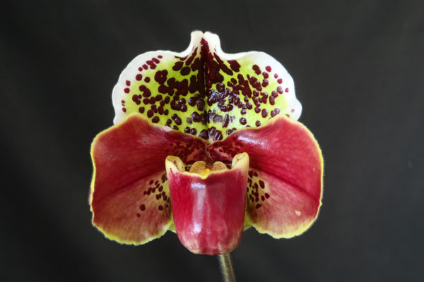 農場だより - (株)東京オーキット・ナーセリー