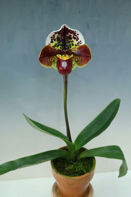 商品3829 - (株)東京オーキット・ナーセリー