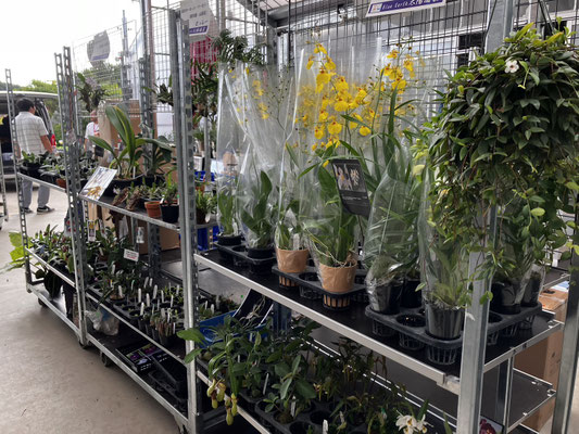 パピリオブッダ（オス、インド・ニルギリ産） LUPICIA】ニルギリ NILGIRI,FOP | お茶 | LUPICIA ONLINE STORE