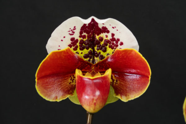 Paph. (Perfect World x Thunder World)
