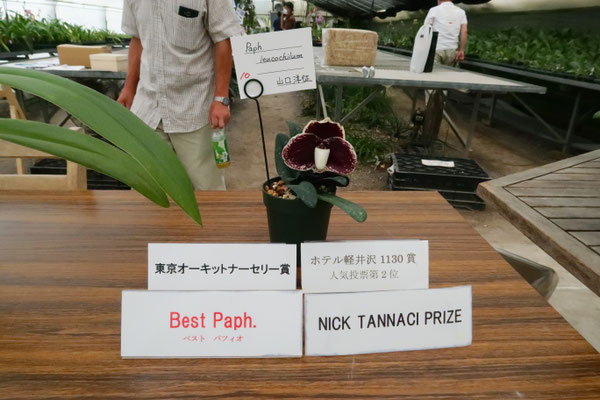 人気投票2位 &Best Paph. &東京オーキット・ナーセリー賞 &Nick Tannaci 賞　Paph. leucochilum