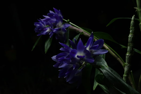 ［洋蘭原種］Den. sp. (Blue papua) 洋蘭原種］Den. sp. (Blue papua) 洋蘭原種］Den. sp. (Blue