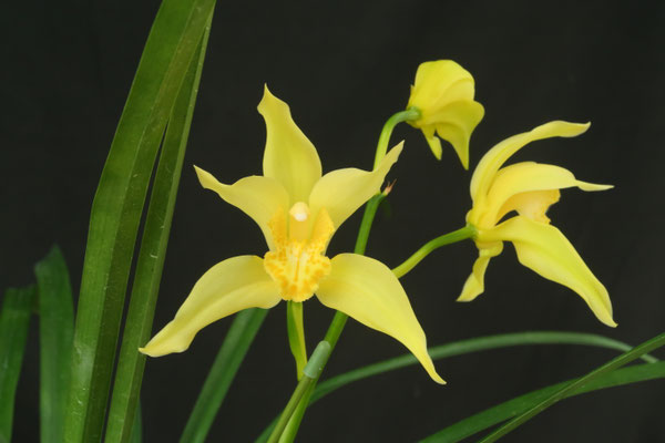 農場だより - (株)東京オーキット・ナーセリー