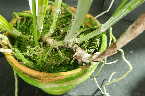 C. schroederae fma. alba 'Hercules'
