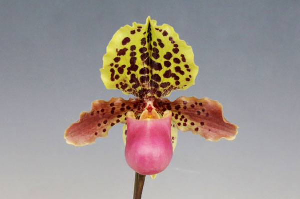 Alexej賞 南本 修二様出展 Paph. henryanum