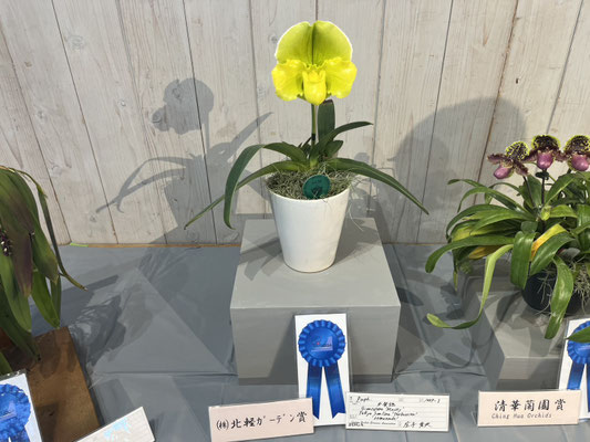 品種不明　確認画像 110447S002 Genuine Nissan GASKET-CYLINDER HEAD 11044-7S002 | eBay