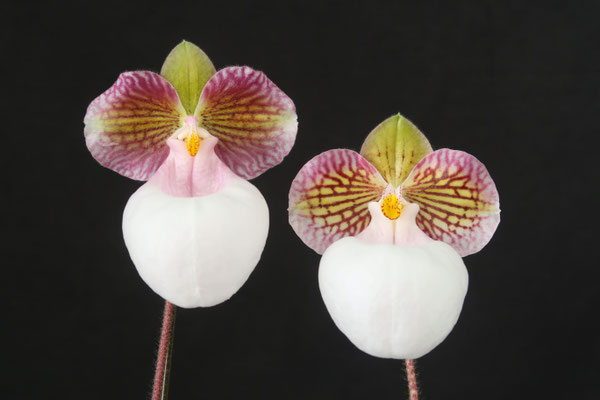 世界的に有名な 洋蘭 パフィオペディルム 見落とす 4.5寸4つ 鉢花